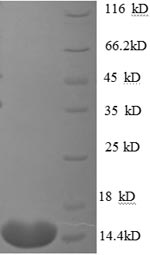 Greater than 90% as determined by SDS-PAGE.Recombinant Human Ccn Family Member 2 (CCN2) Protein (His)