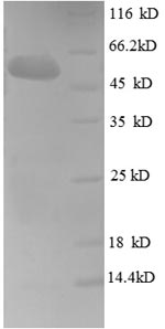 Greater than 90% as determined by SDS-PAGE.