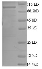 Greater than 90% as determined by SDS-PAGE.Recombinant E.Coli Atp-Dependent Dna Helicase Rep (REP) Protein (GST)