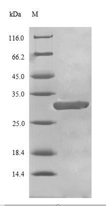 Greater than 90% as determined by SDS-PAGE.Recombinant Human Breast Cancer Type 1 Susceptibility Protein (BRCA1) Protein (His)