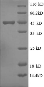 Greater than 90% as determined by SDS-PAGE.Recombinant Human Ubiquitin-Like Protein Isg15 (ISG15) Protein (GST)