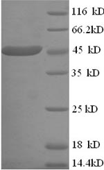 Greater than 90% as determined by SDS-PAGE.