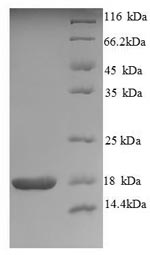Greater than 90% as determined by SDS-PAGE.Recombinant Human Neurotrophin-4 (NTF4) Protein (His)