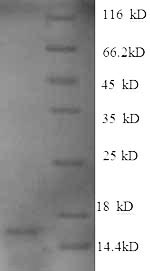 Greater than 90% as determined by SDS-PAGE.