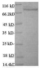 Greater than 90% as determined by SDS-PAGE.Recombinant Human Angiopoietin-Related Protein 4 (ANGPTL4) Protein (GST)