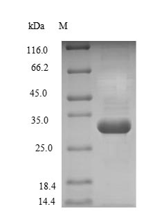 Greater than 90% as determined by SDS-PAGE.