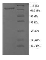 Greater than 90% as determined by SDS-PAGE.