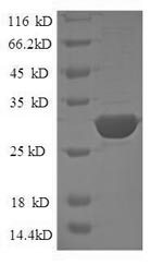 Greater than 90% as determined by SDS-PAGE.Recombinant Human Signal Transducer Cd24 (CD24) Protein (GST)