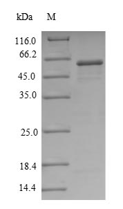 Greater than 90% as determined by SDS-PAGE.Recombinant Human 5'-Nucleotidase (NT5E) Protein (His&Myc)