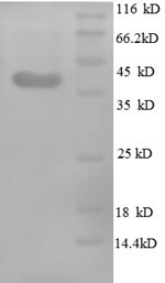 Greater than 90% as determined by SDS-PAGE.