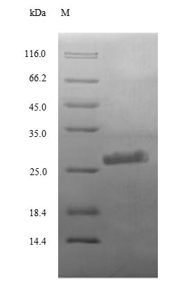 Greater than 90% as determined by SDS-PAGE.Recombinant Human Complement C3 (C3) Protein (His)