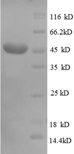 Greater than 90% as determined by SDS-PAGE.Recombinant Human Cd320 Antigen (CD320) Protein (GST)