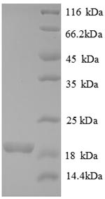 Greater than 90% as determined by SDS-PAGE.Recombinant Human Bone Morphogenetic Protein 6 (BMP6) Protein (His)