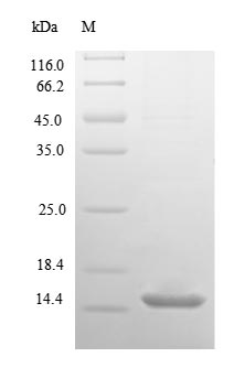 Greater than 90% as determined by SDS-PAGE.Recombinant Human 10 Kda Heat Shock Protein, Mitochondrial (HSPE1) Protein (His)