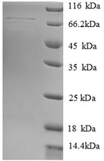 Greater than 90% as determined by SDS-PAGE.