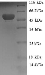 Greater than 90% as determined by SDS-PAGE.Recombinant Human Hydroxyacylglutathione Hydrolase, Mitochondrial (HAGH) Protein (GST)
