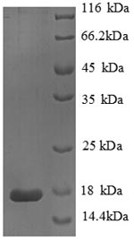 Greater than 90% as determined by SDS-PAGE.