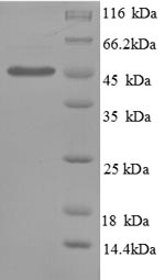 Greater than 90% as determined by SDS-PAGE.Recombinant Human Plasminogen Activator Inhibitor 1 (SERPINE1) Protein (His)