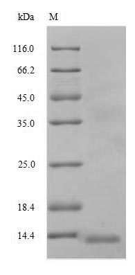 Greater than 90% as determined by SDS-PAGE.Recombinant Human Atp-Dependent Translocase Abcb1 (ABCB1) Protein (His)