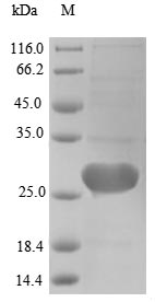 Greater than 90% as determined by SDS-PAGE.