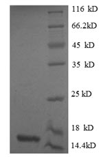 Greater than 90% as determined by SDS-PAGE.Recombinant Human Growth/Differentiation Factor 8 (MSTN) Protein (His)