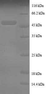 Greater than 90% as determined by SDS-PAGE.Recombinant Human Tumor Necrosis Factor Alpha-Induced Protein 8 (TNFAIP8) Protein (GST)