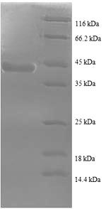 Greater than 90% as determined by SDS-PAGE.Recombinant Human Sperm Surface Protein Sp17 (SPA17) Protein (GST)