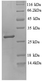 Greater than 90% as determined by SDS-PAGE.Recombinant Human Trypsin-3 (PRSS3) Protein (His)