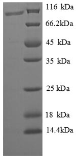 Greater than 90% as determined by SDS-PAGE.Recombinant Nosema Bombycis Polar Tube Protein 3 (PTP3) Protein (GST)