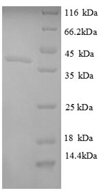 Greater than 90% as determined by SDS-PAGE.Recombinant E.Coli Ornithine Carbamoyltransferase Chain F (ARGF) Protein (His)