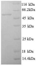 Greater than 90% as determined by SDS-PAGE.Recombinant Human V-Set Domain-Containing T-Cell Activation Inhibitor 1 (B7H4) Protein (GST)