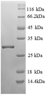 Greater than 90% as determined by SDS-PAGE.