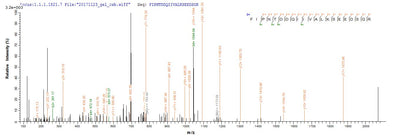 Based on the SEQUEST from database of E.coli host and target protein, the LC-MS/MS Analysis result of this product could indicate that this peptide derived from E.coli-expressed Homo sapiens (Human) CANT1.Recombinant Human Soluble Calcium-Activated Nucleotidase 1 (CANT1) Protein (GST)