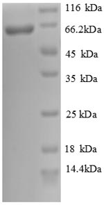 Greater than 90% as determined by SDS-PAGE.Recombinant Human Cadherin-12 (CDH12) Protein (His)