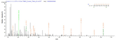 Based on the SEQUEST from database of E.coli host and target protein, the LC-MS/MS Analysis result of this product could indicate that this peptide derived from E.coli-expressed Homo sapiens (Human) ANX1.Recombinant Human Annexin A1 (ANXA1) Protein (His)