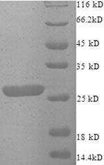 Greater than 90% as determined by SDS-PAGE.Recombinant Human Zinc Finger Matrin-Type Protein 2 (ZMAT2) Protein (His)