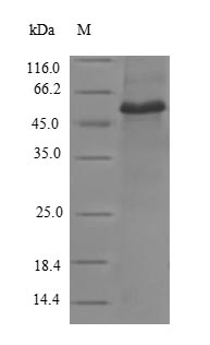 Greater than 90% as determined by SDS-PAGE.Recombinant Human Vinculin (VCL) Protein (GST)