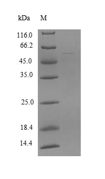 Greater than 90% as determined by SDS-PAGE.Recombinant Human Zinc Finger And Scan Domain-Containing Protein 21 (ZSCAN21) Protein (His)