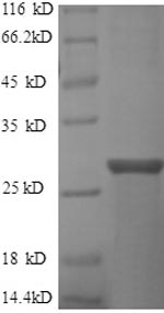 Greater than 90% as determined by SDS-PAGE.Recombinant Human Gtpase Eras (ERAS) Protein (His)