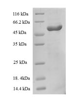 Greater than 90% as determined by SDS-PAGE.Recombinant E.Coli Vitamin B12-Binding Protein (BTUF) Protein (GST)