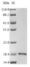 Greater than 90% as determined by SDS-PAGE.