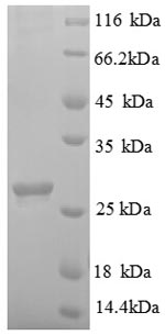 Greater than 90% as determined by SDS-PAGE.Recombinant Arabidopsis Thaliana Abscisic Acid Receptor Pyl1 (PYL1) Protein (His)