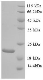 Greater than 90% as determined by SDS-PAGE.