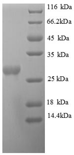 Greater than 90% as determined by SDS-PAGE.