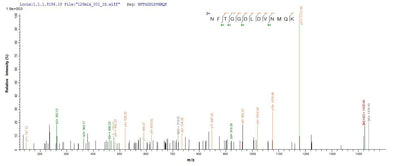 Based on the SEQUEST from database of E.coli host and target protein, the LC-MS/MS Analysis result of this product could indicate that this peptide derived from E.coli-expressed Helicobacter pylori (strain ATCC 700392 / 26695) (Campylobacter pylori) vacA.Recombinant Helicobacter Pylori Vacuolating Cytotoxin Autotransporter (VACA) Protein (His)