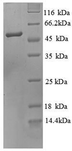 Greater than 90% as determined by SDS-PAGE.Recombinant Human O-phosphoseryl-tRNA (SEPSECS) Protein (His)