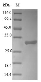 Greater than 90% as determined by SDS-PAGE.Recombinant Arabidopsis Thaliana L-Ascorbate Peroxidase 2, Cytosolic (APX2) Protein (His)