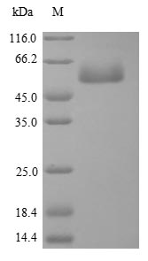 Greater than 90% as determined by SDS-PAGE.Recombinant Chicken Focal Adhesion Kinase 1 (PTK2) Protein (GST)