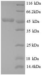 Greater than 90% as determined by SDS-PAGE.Recombinant E.Coli Cystathionine Beta-Lyase Metc (METC) Protein (His)