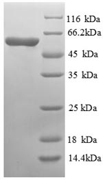 Greater than 90% as determined by SDS-PAGE.